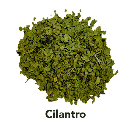 Cilantro española